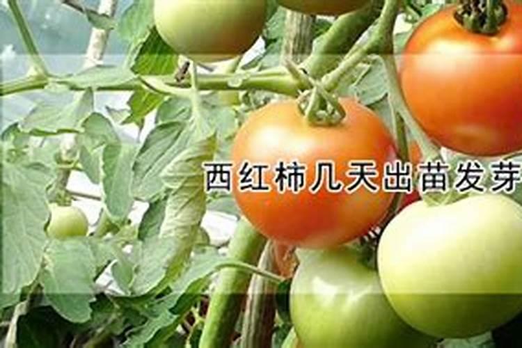 西红柿幼苗可以持续喷施叶面肥吗