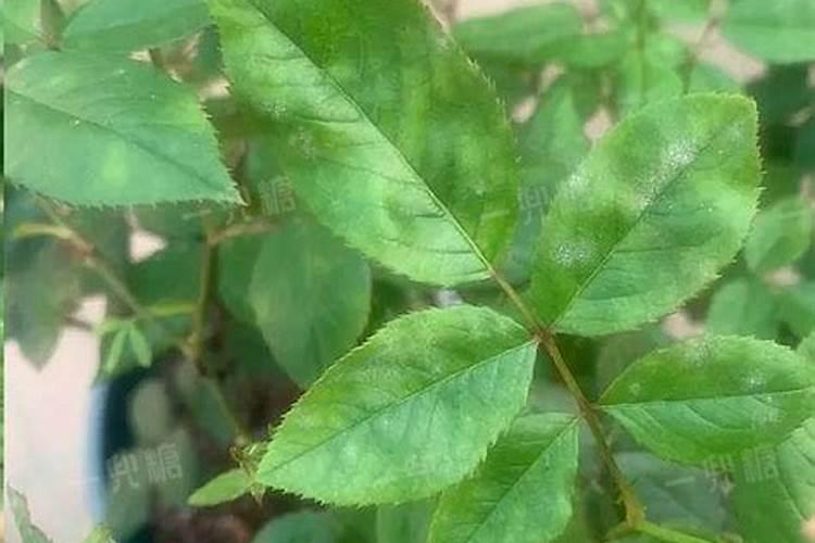 月季施肥太多肥伤了怎么办