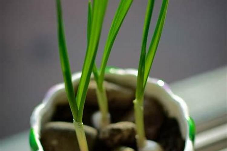 大蒜发芽后多久可以施肥 大蒜发芽后几天可以施肥