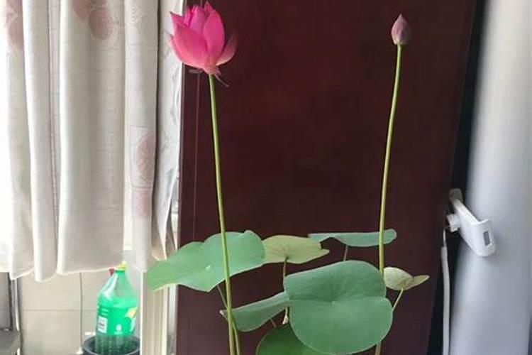 碗莲出现缺氮性黄叶应该如何追肥