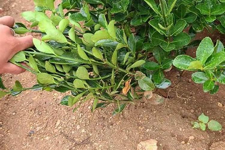 黄杨树用肥用坏了怎么办？