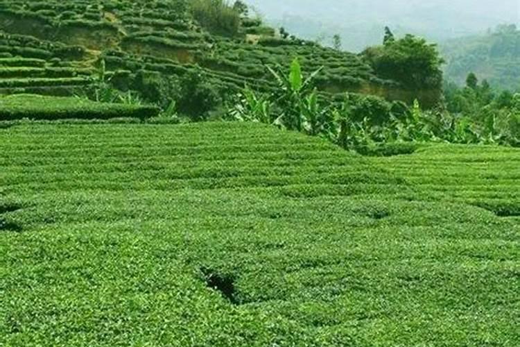 氮、磷、钾对茶树生长发育的作用