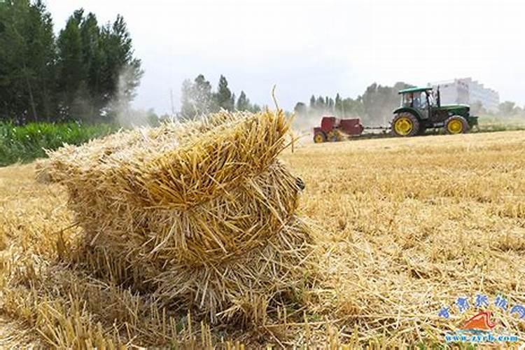 玉米秸秆还田地播种小麦还用上钾肥吗