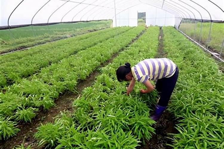 空心菜品种水蕹菜怎么育苗