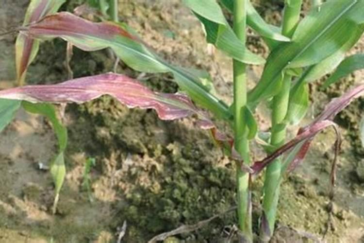 玉米幼苗发紫如何处理？