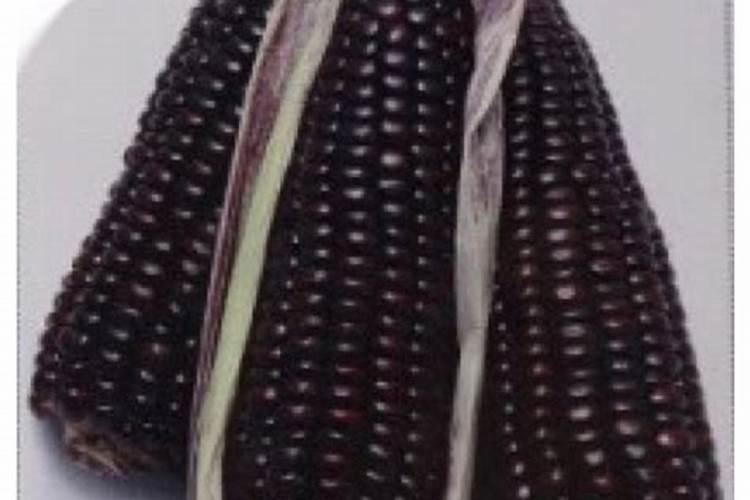 玉米苗整株发紫怎么回事？