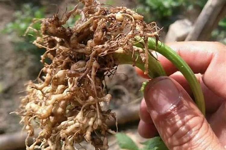 大棚草莓花期出现根线虫怎么办