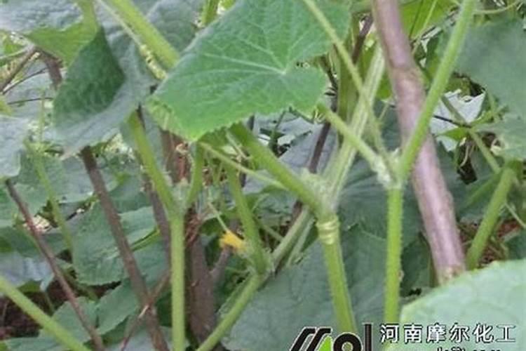 胡萝卜黑星病打什么农药