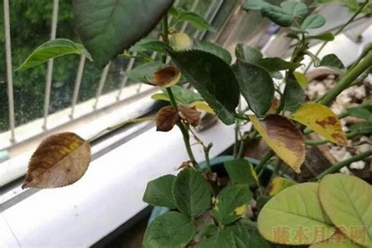 硫酸亚铁适合浇什么花？