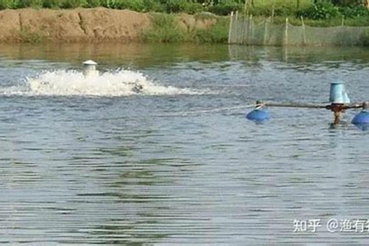 螃蟹养殖后期水肥好还是水瘦好？