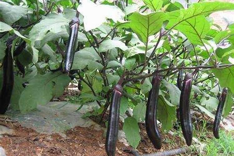 茄子怎么施肥才能生长更好