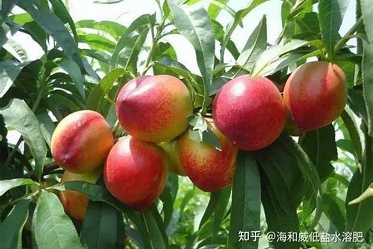 如何变别真假中化钾肥