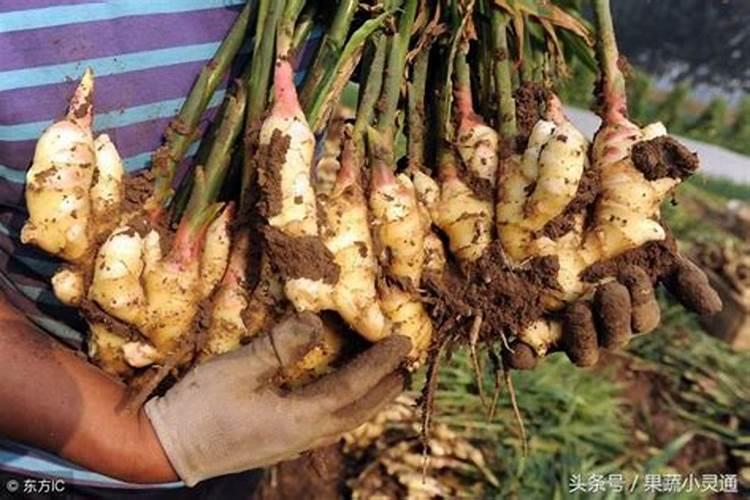 施什么肥让大姜粗壮