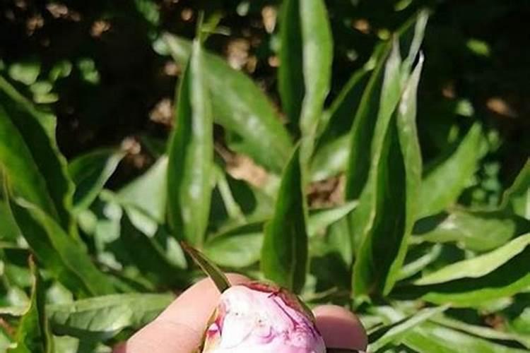 春天怎么养芍药