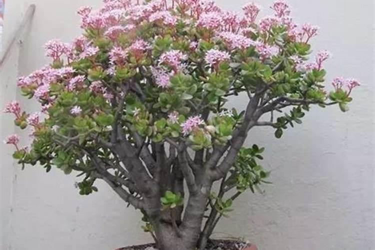 玉树怎么养长得快？