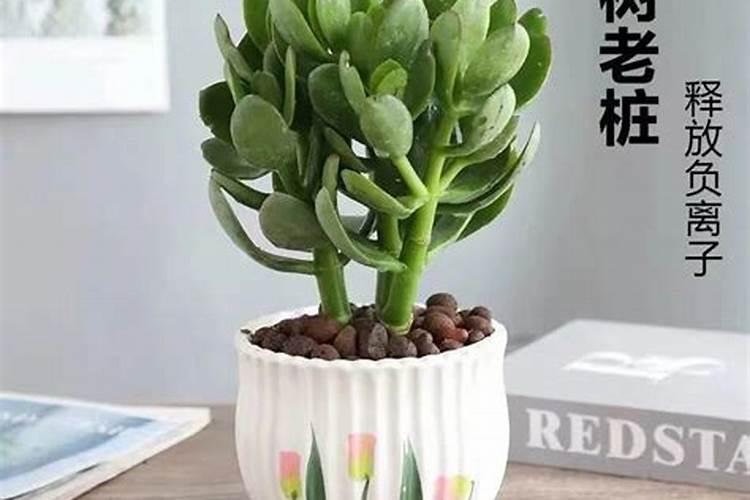 玉树能施尿素肥吗