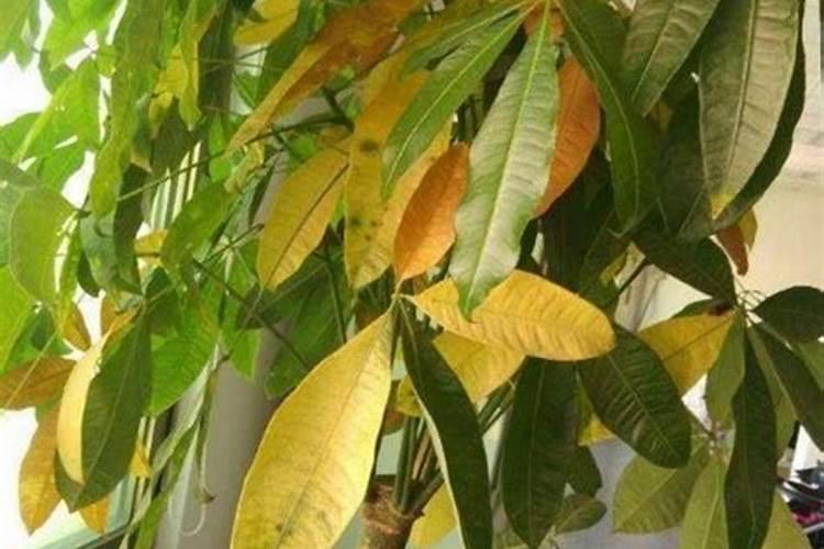 花掉叶子是缺啥？应该是施什么肥料,谢谢