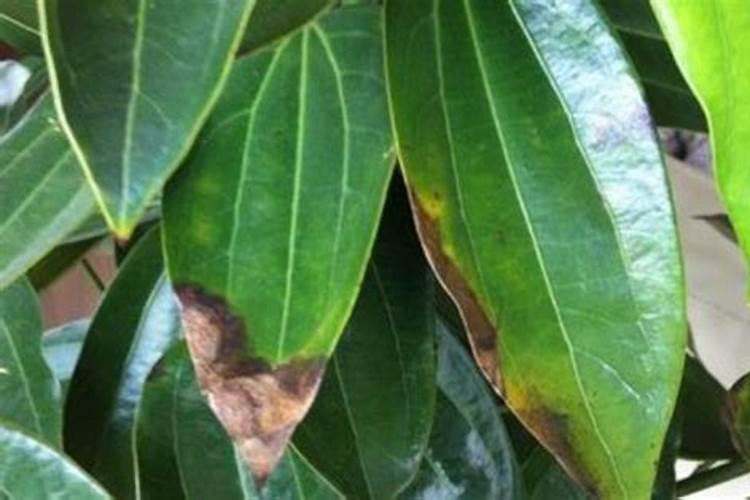 秋天的梅花黄叶掉叶子正常吗