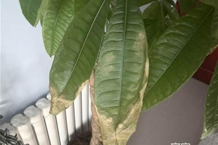 桂花树叶子发黄掉落怎样防治