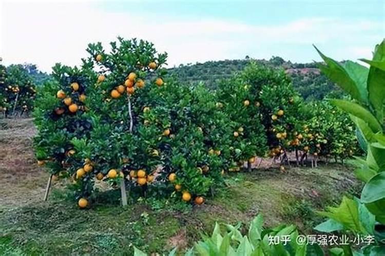 脐橙全年施肥时间表