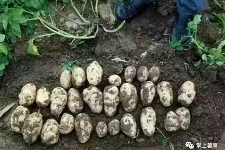 土豆地氮肥过量怎么办？
