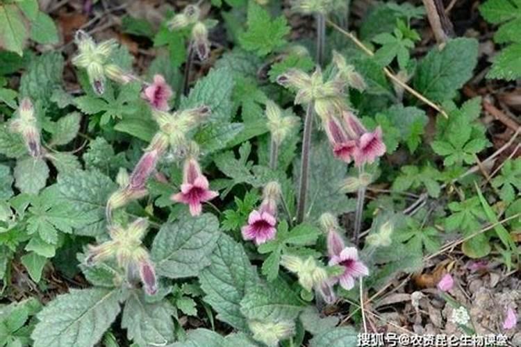 中药材地黄一次冲施多少肥料合适？地黄壮根叶面肥厂家哪家好？