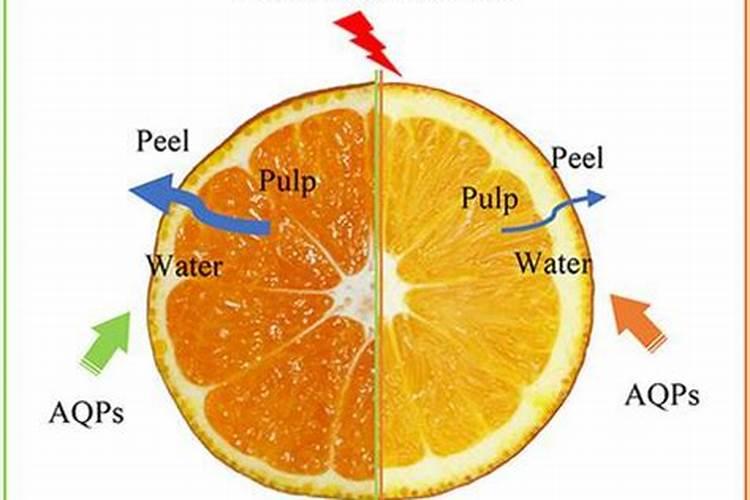 鱼蛋白喷施一次多少毫升