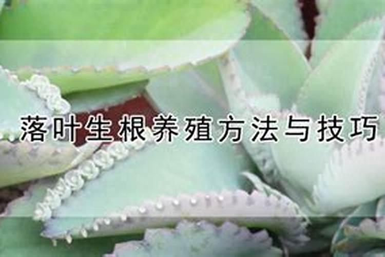 草莓缺镁的症状