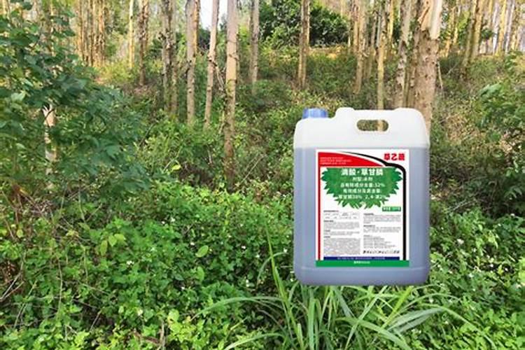 草甘膦不小心打到一米高玉米上怎么办