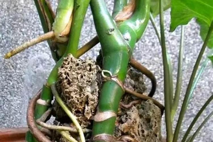 龟背竹的气根应该怎么处理？