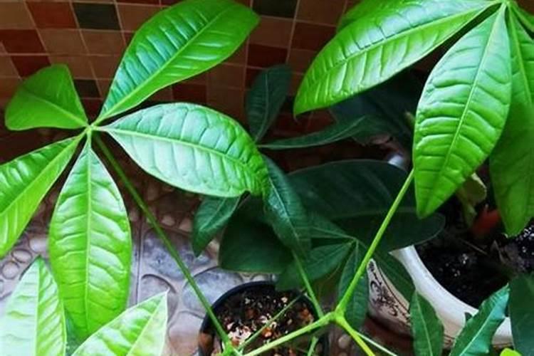 发财树夏天怎么浇水施肥