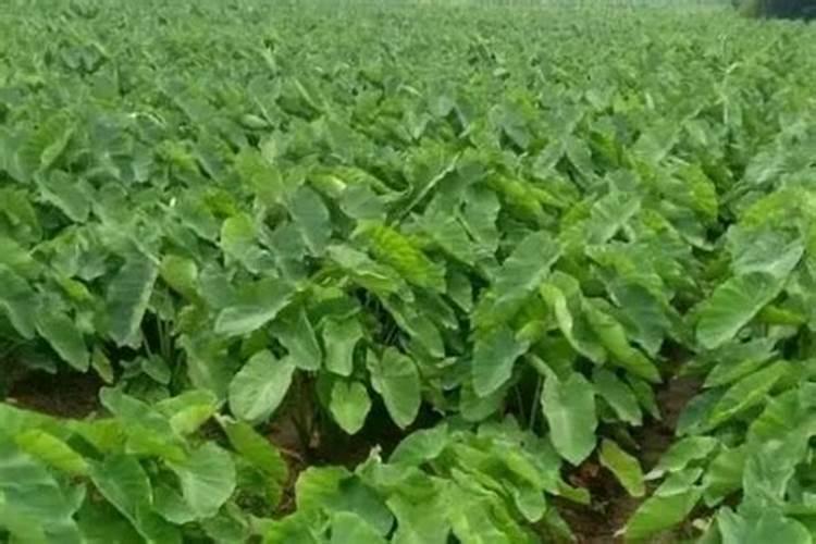 枇杷树幼苗施什么肥料