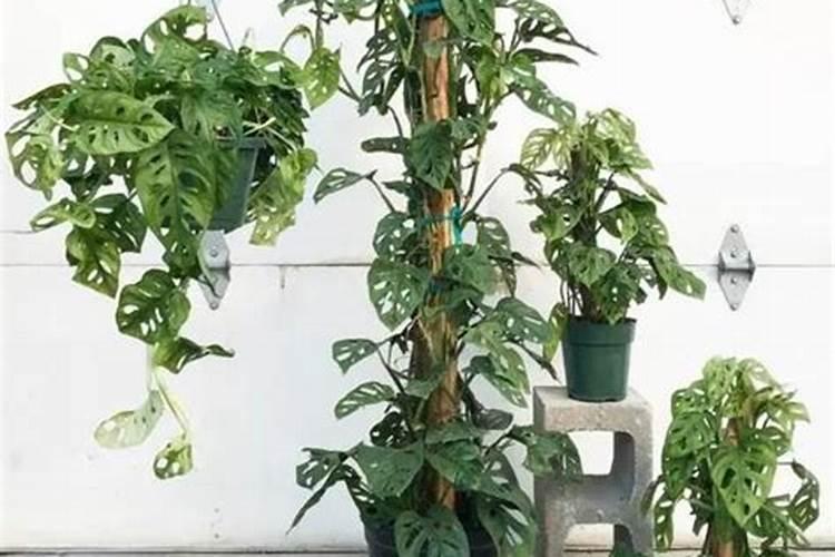 龟背竹施什么肥最好