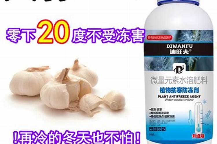 大蒜过冬的正确方法