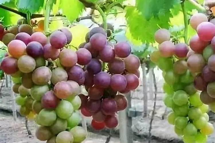 葡萄着色不均匀原因有哪些？