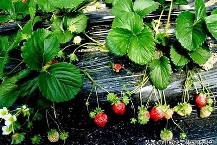 给果树喷药最多用几种农药