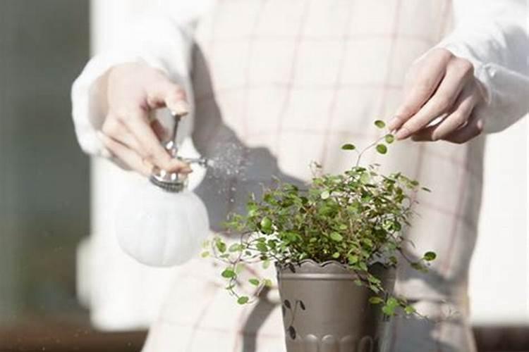 花芽分化用什么叶面肥