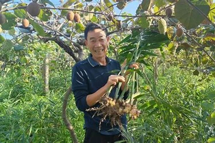 磷酸二氢钾叶面肥配方