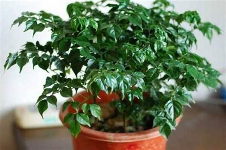 禄宝树会开花吗