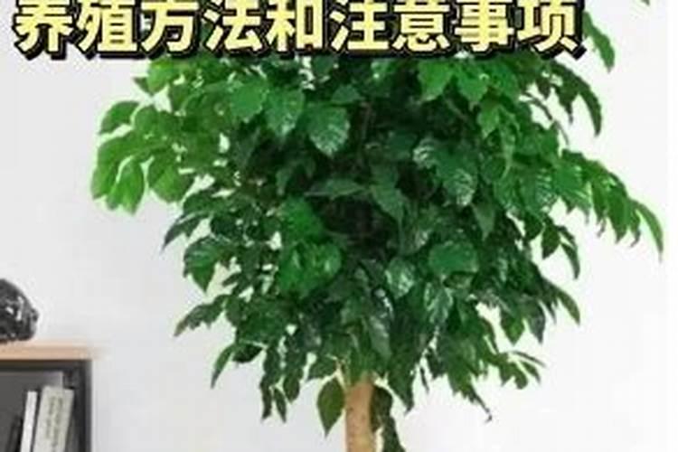 绿宝树养殖方法和注意事项