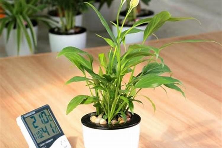 作物缺肥会有什么症状