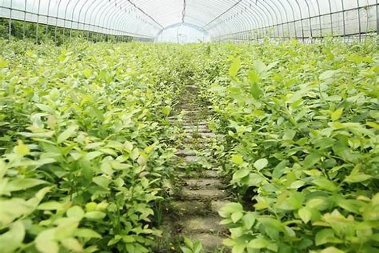 目前种什么果树前景好