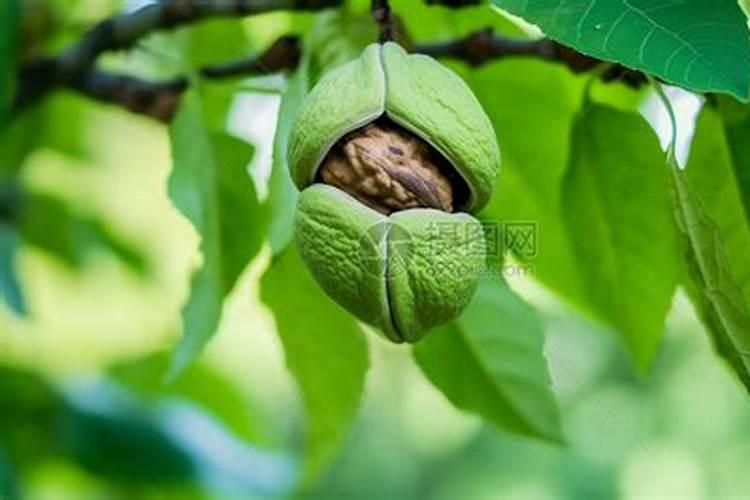 嫁接果树多久可以浇水 嫁接果树需多久后浇水