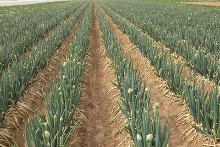 自己种的葱拿什么施肥