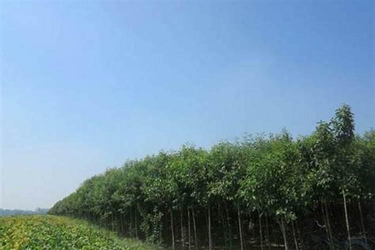 一亩地施多少斤有机肥颗粒,有机肥施在土上表面可以吗