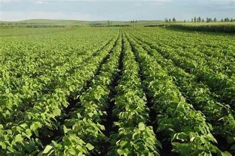 红小豆怎么种才好吃