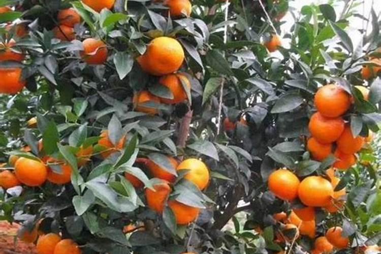 沃柑全年12个月管理及种植技术是什么？