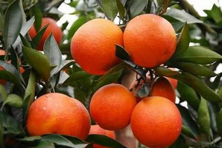 柑橘着色快增甜快用什么药,着色不均匀是什么原因