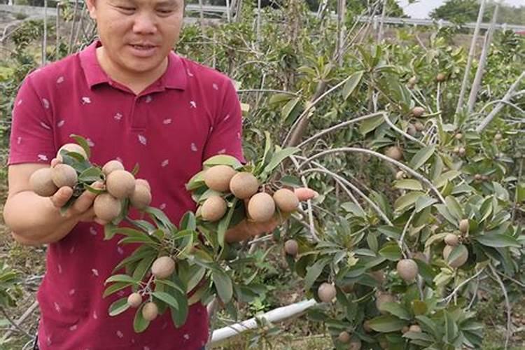 新栽的果树多久可以施肥