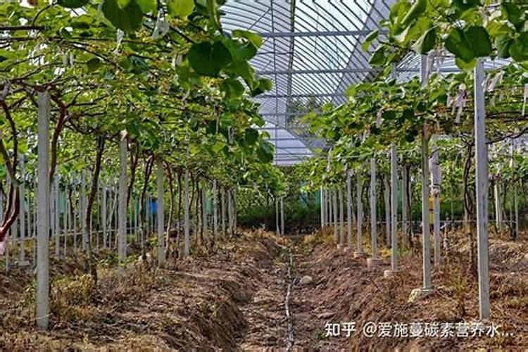 猕猴桃施肥用什么水溶肥？